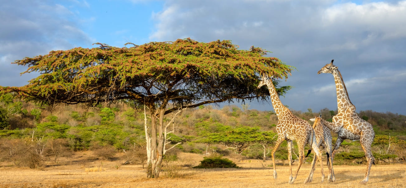 Nyerere_np_game_drive