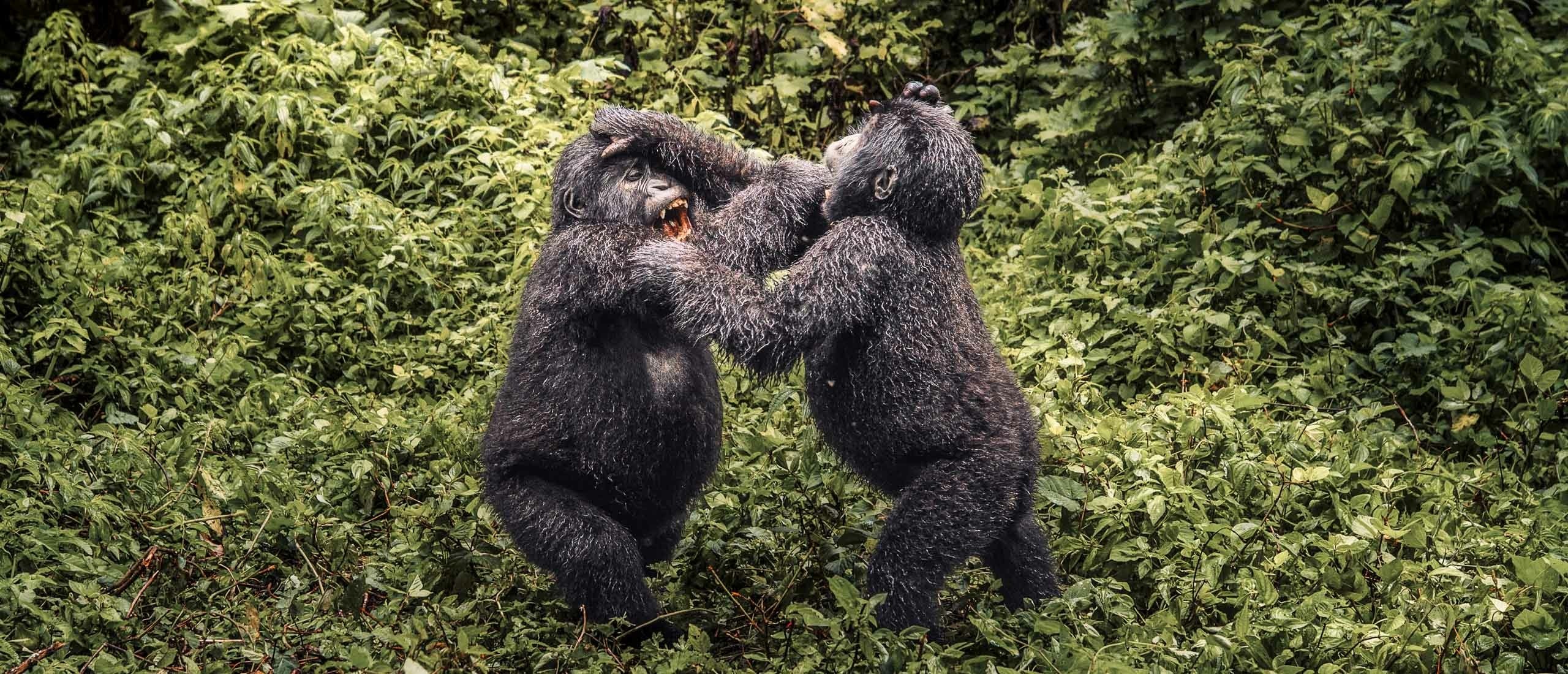 bwindi_gorilla_tracking