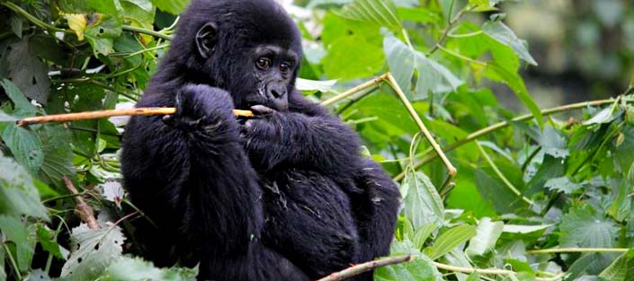 bwindi_gorilla_trekking