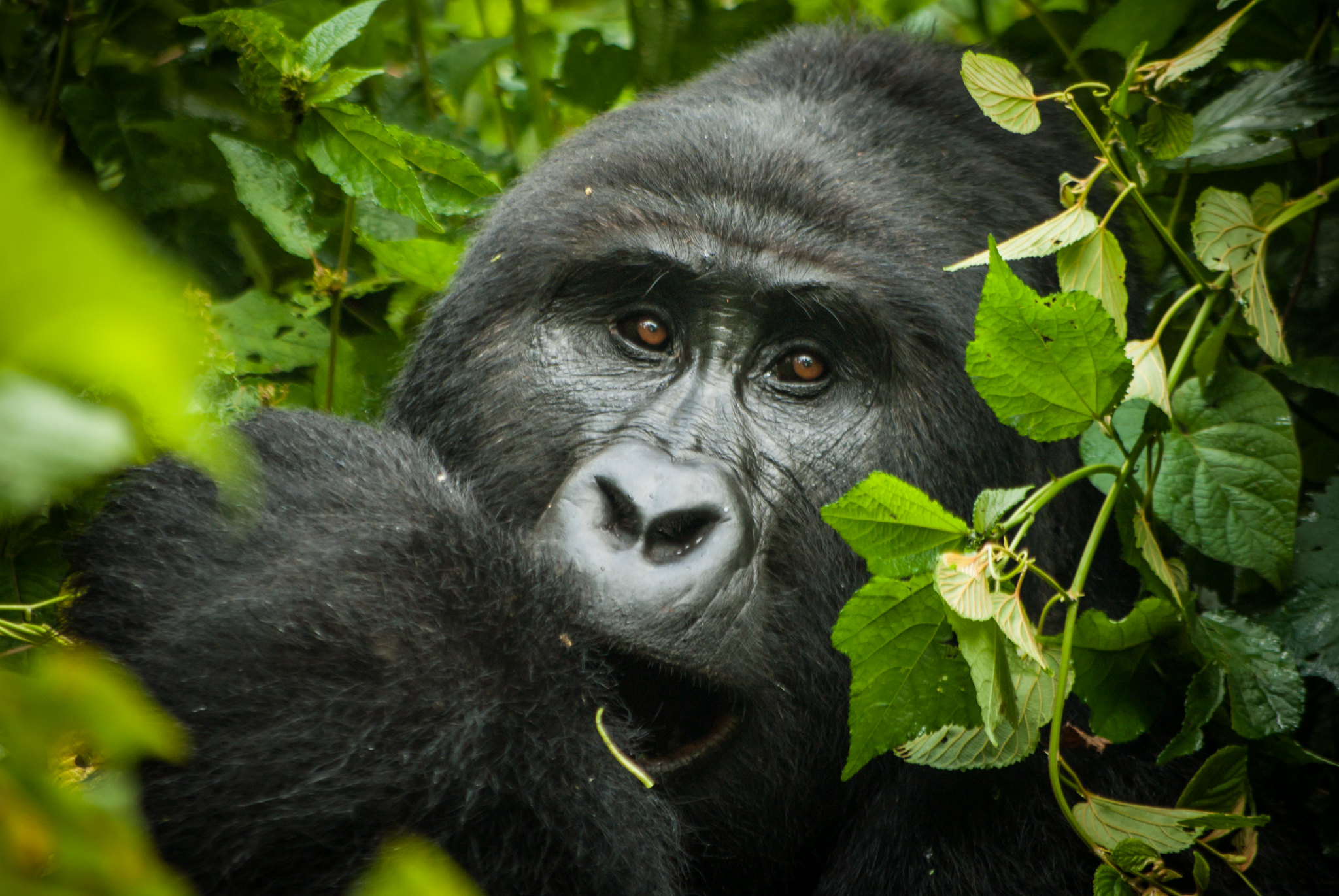 gorilla_trekking