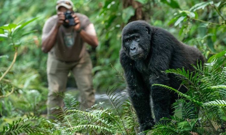 kigali_gorilla_trekking