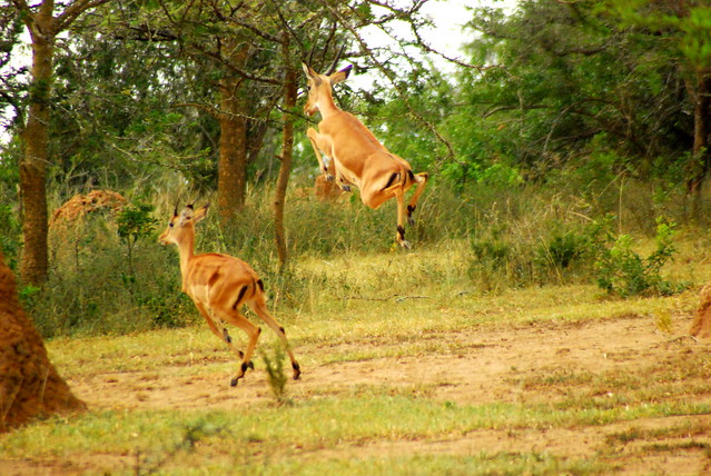 lake_mburo