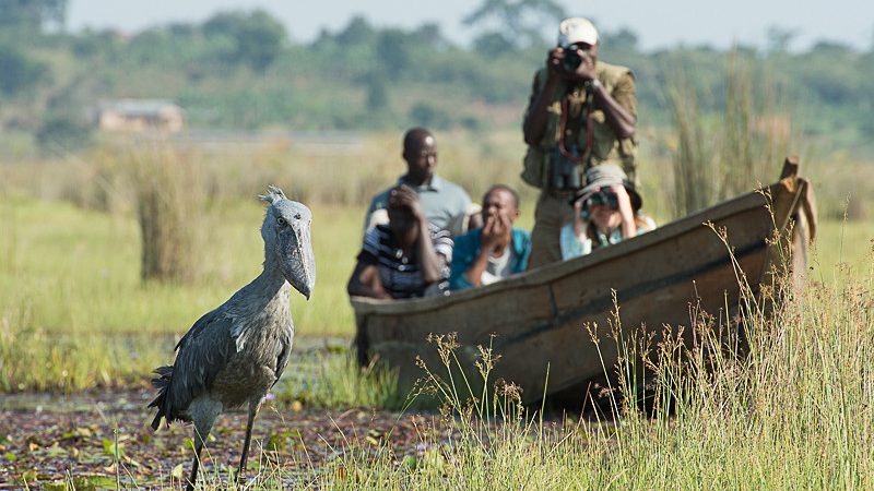 mabamba_bay_swamp