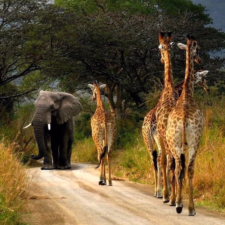 Maasai Mara Landscape