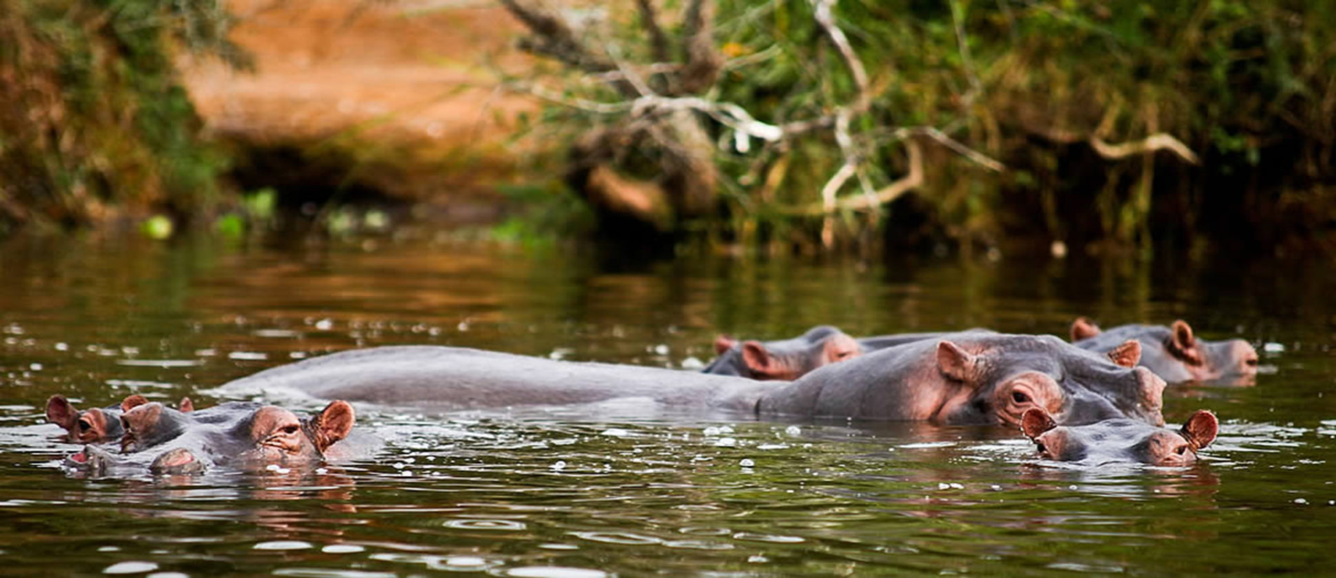mburo_np