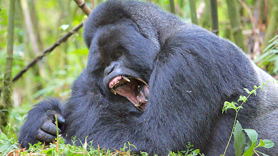 mgahinga_gorilla
