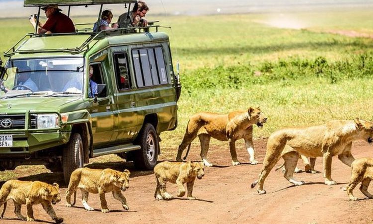 ngorongoro_crater_game_drive