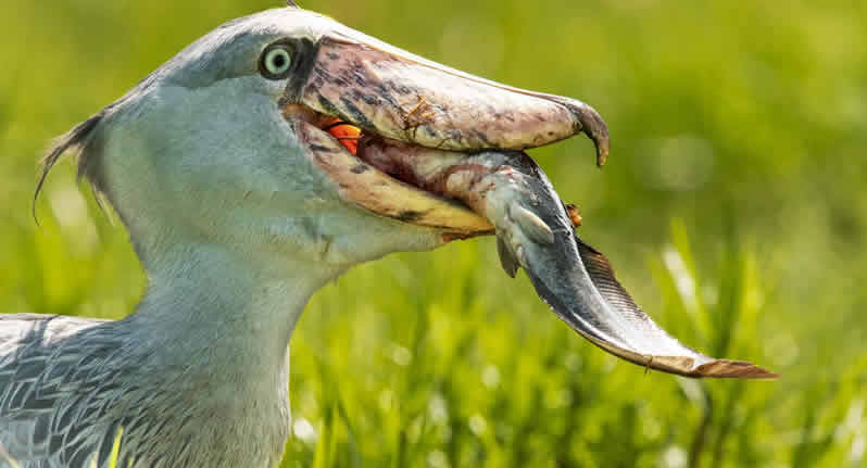 shoebill_quest